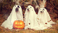 dogs at halloween