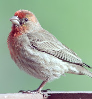 House Finch Birds