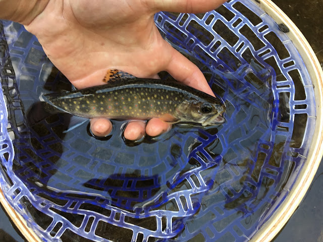 massachusetts beaver pond wild brook trout fly fishing