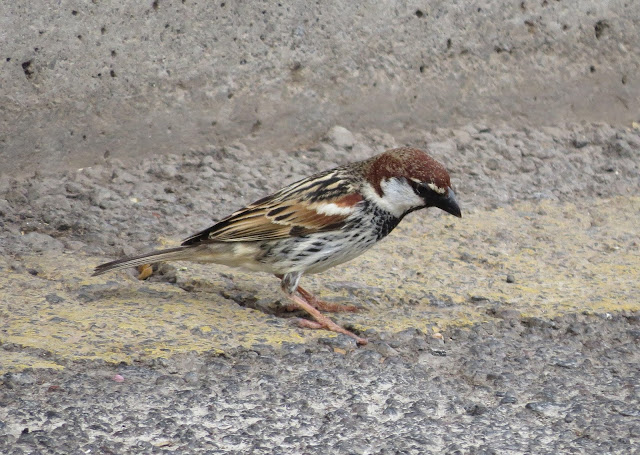 Spanish Sparrow - Golf Las Americas, Tenerife