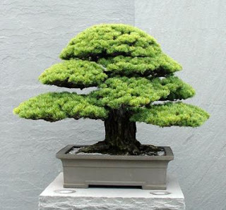 hacer bonsai