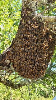 An easy swarm for 13 Bees
