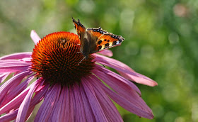 Ecinacea er en dejlig staude i haven, som lokker sommerfuglene til