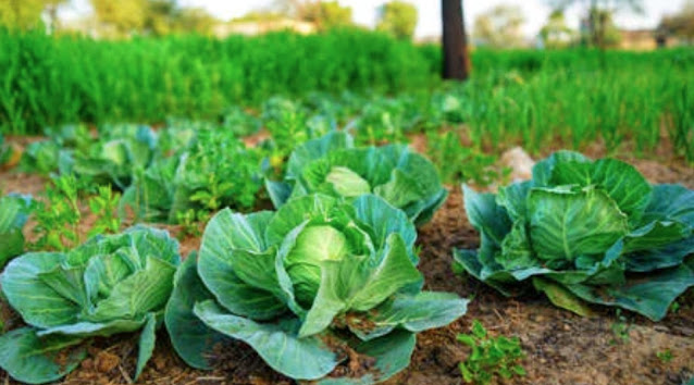 Cabbage Care, Diseases and Which Pesticides to Use in Your Kitchen Garden