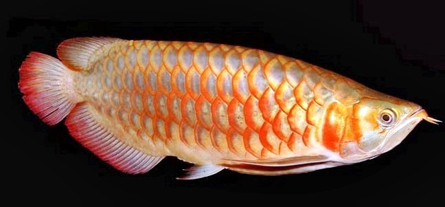 Budidaya Ikan Arwana  Super Red BUDIDAYAKU