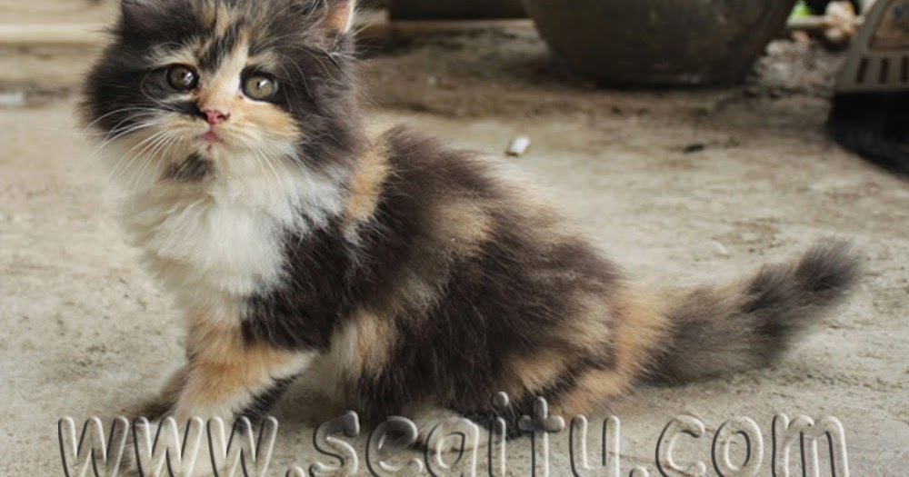 HARGA KUCING ANGGORA ~ SEGITU PETSHOP