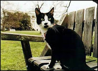 Socks the cat, White House Photo.