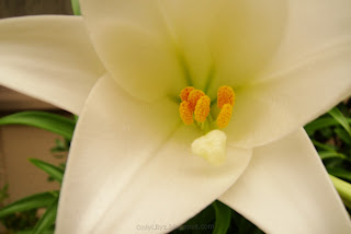 lily flower