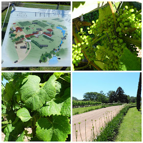 Visita a vinicola Bouza - Montevideo, Uruguai