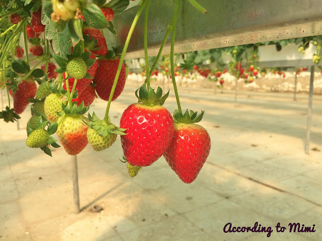 Juicy yummy strawberries