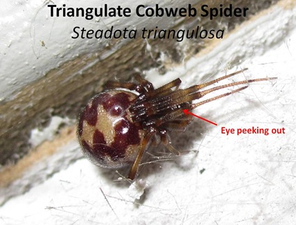 S triangulosa1