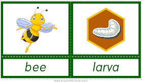 Animals and their babies -- bee - larva -- printable flashcards