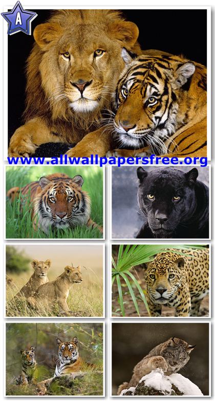 50 Beautiful Wild Cats Wallpapers 1600 X 1200