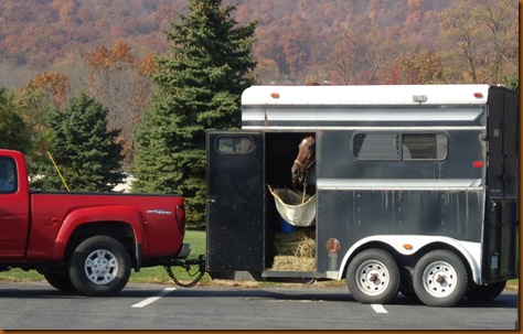 Horse