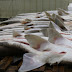 Τρώμε καρχαρία αντί για γαλέο - Πώς τα ταμπελάκια παραπλανούν τους καταναλωτέ