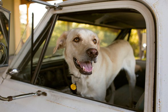 fotografias fofas meigo cachorros cães em carros