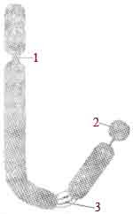 structure chromosome