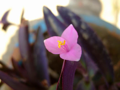 Tradescantia Pallida Flowers