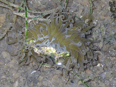 Swimming Anemone (Boloceroides mcmurrichi)