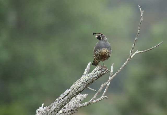 California Quail