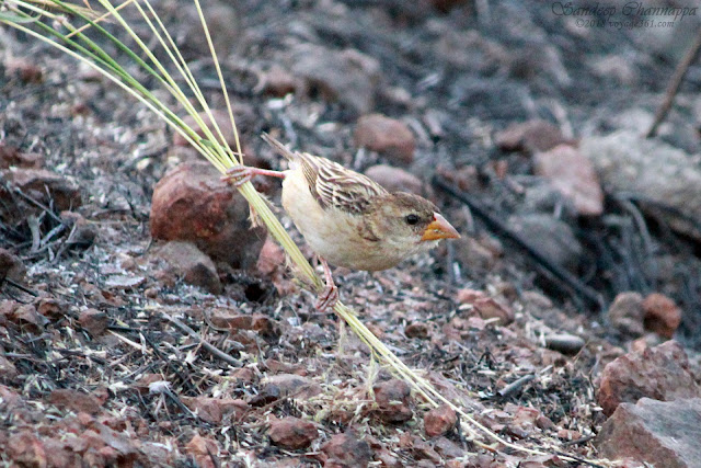 Baya Weaver