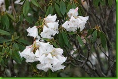 clip_image024