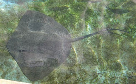 stingray