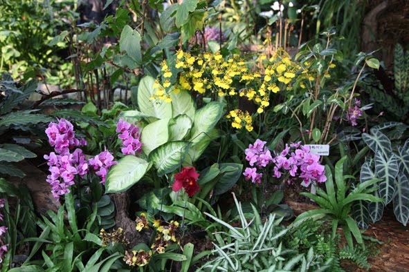 Backyard orchid plant designs, Backyard design ideas, backyard plant ideas, backyard design plant, Backyard orchid plant ideas, small backyard designs