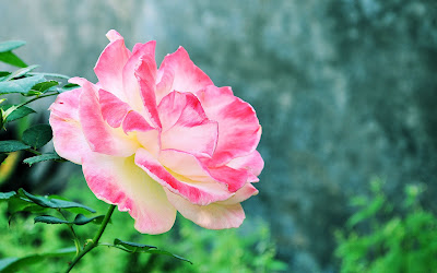 Bonita rosa de colores matizada en mi jardín