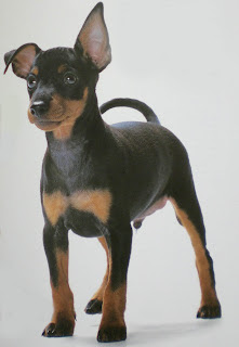 Manchester Terrier Puppy Pictures