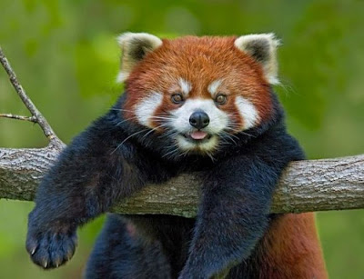 Red Panda Seen On www.coolpicturegallery.net