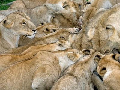 Amazing Hungry Lions