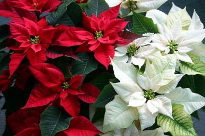 red and white poinsettia wallpaper for desktops