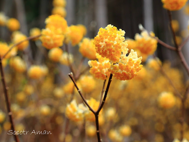 Edgeworthia chrysantha