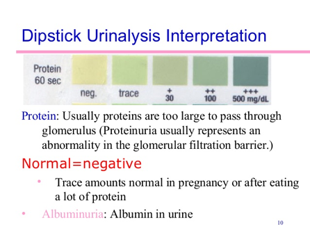 bacaan normal protein dalam urin