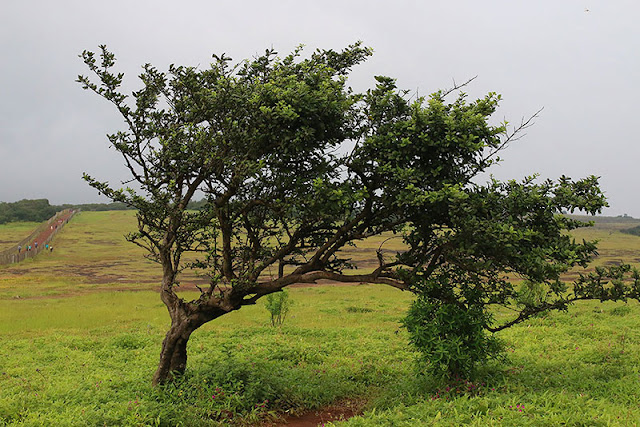 kaas plateau western ghats valley of flowers 