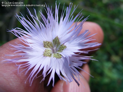 http://www.biodiversidadvirtual.org/herbarium/Dianthus-hyssopifolius-L.-subsp.-hyssopifolius-img246220.html