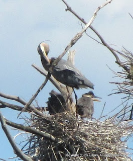 Great Blue Heron and Chicks