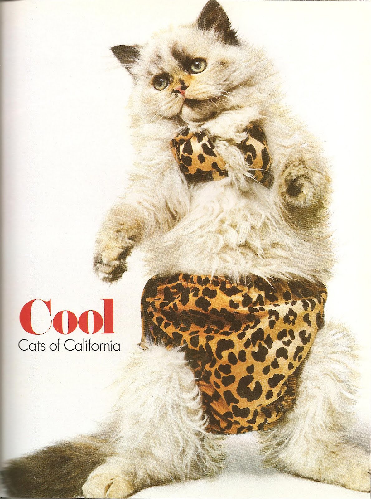 Catsparella Vintage Catmopolitan Magazine Gives Real 