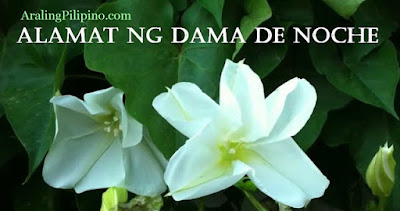 alamat dama de noche bulaklak