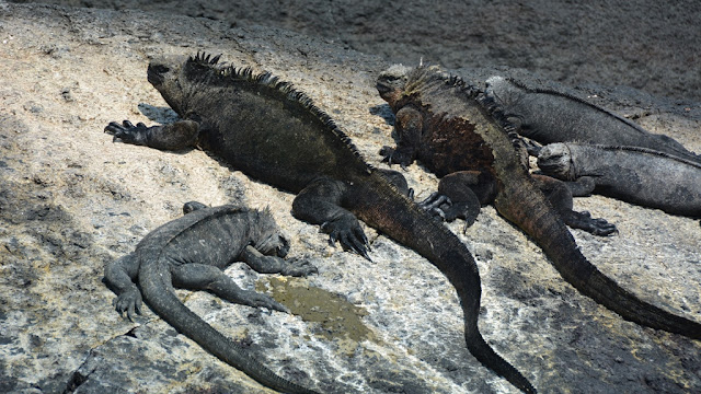 Marine Iguana