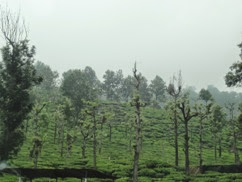 Valparai Tea Gardens