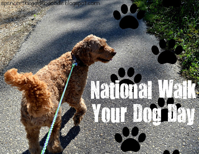 Spencer the Goldendoodle: National Walk Your Dog Day
