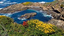 Point Lobos