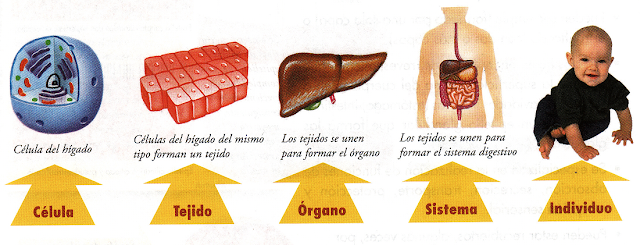 Resultado de imagen de el cuerpo humano del tejido al sistema