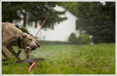 Dogs and Sprinklers Seen On www.coolpicturegallery.us