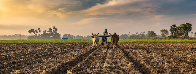 Millet Cultivation