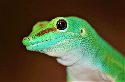 Phelsuma standingi