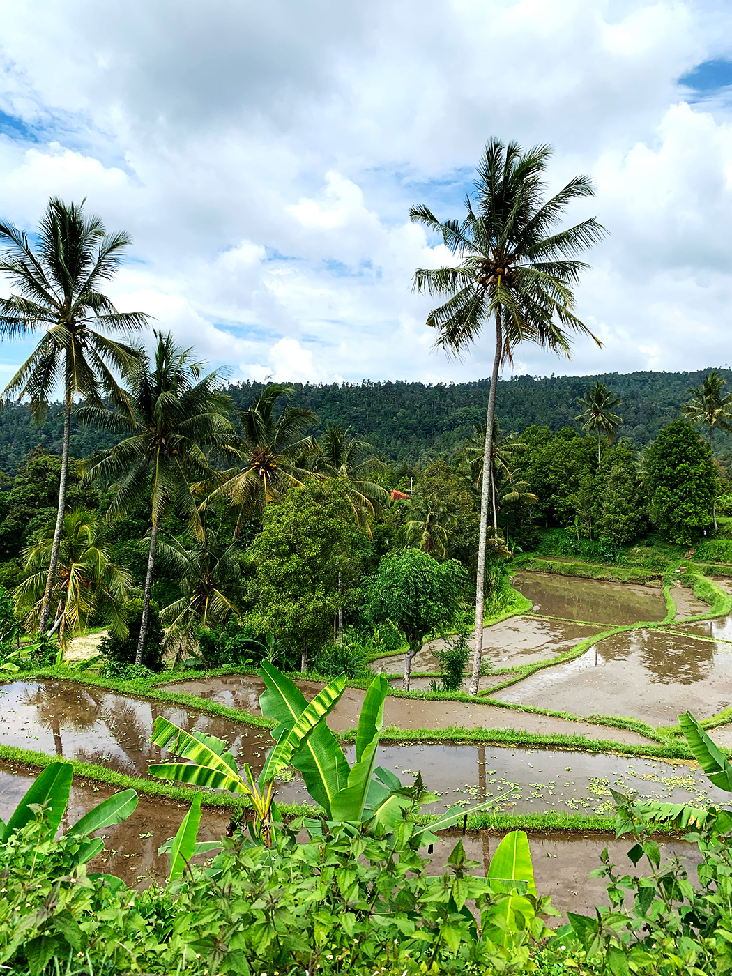 Risfält på paradisön Bali, Indonesien