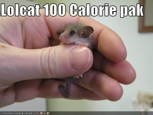 funny cat picture - funny cat pictures-funny-pictures-lolcat-100-calorie-pack